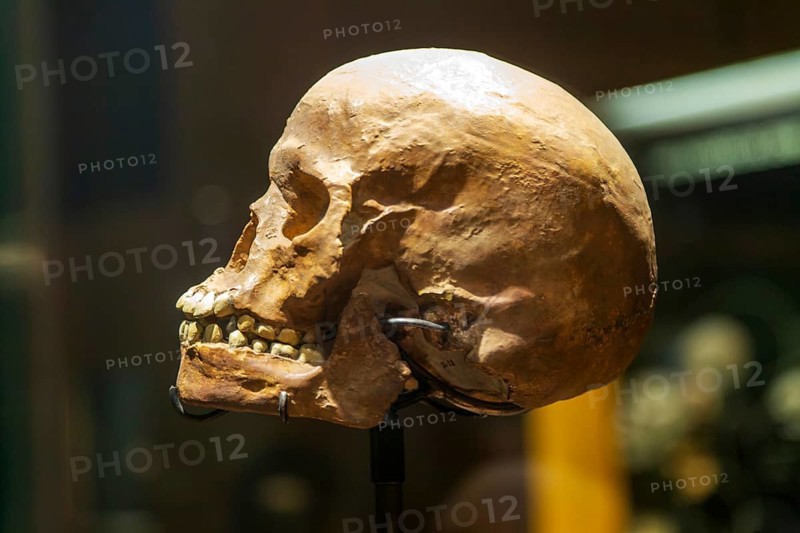 Skull of hominid Homo Sapiens archaic 200 million years old, National Museum of Anthropology, Mexico City, Mexico, Central America