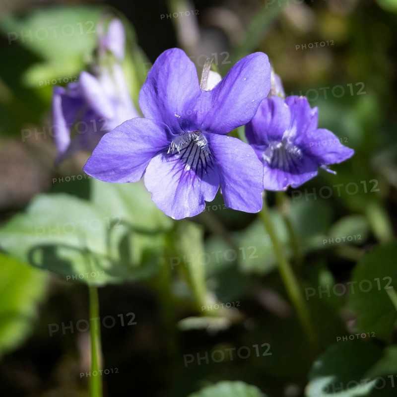 Wood Violet, Viola riviniana RCHB, flowering in the spring sunshine near East Grinstead