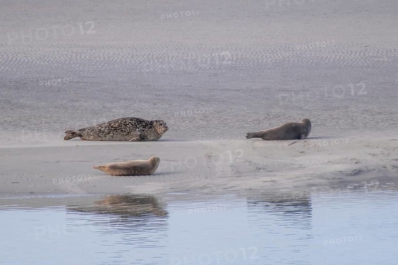 Seal family sunbathing on a sandbank