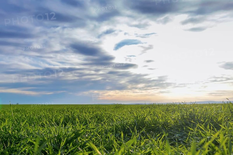 Young Wheat, Green Wheat Seedlings growing in a field