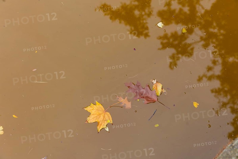Dresden Zwingerteich, a type of algae discoloured the water brown in autumn. Dresden, Saxony, Germany, Europe