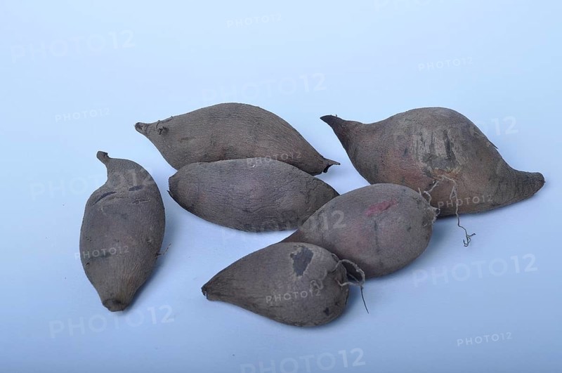 Yacon roots on a white background