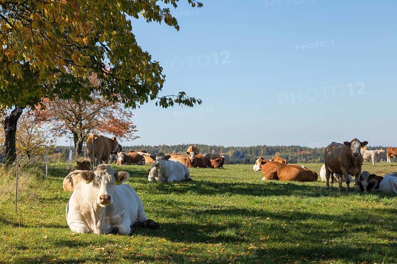 Big butt cows laying and resting on a green grass