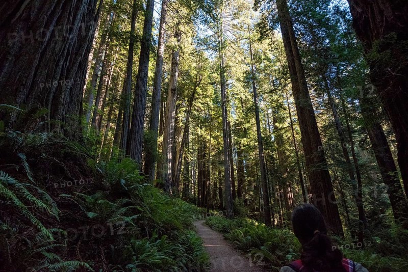 Hiking in between giant Sequoia trees in Redwood National Park, USA, North America