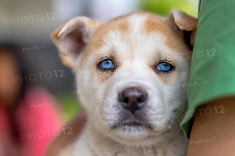 Close-up of a playful Akita and Husky mix puppy with bright blue eyes and a fluffy brown coat being hold by a person