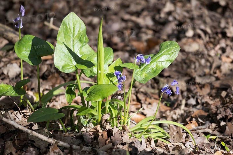 Adam and Eve plant, Arum maculatum, with some Bluebells growing in the spring sunshine