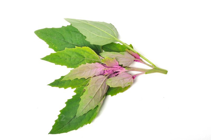 Atriplex hortensis, Chenopod on a white background