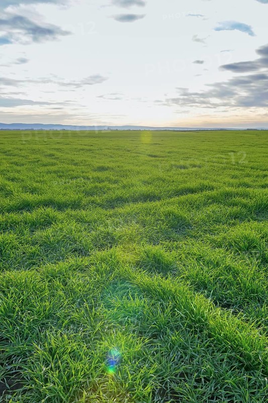 Young Wheat, Green Wheat Seedlings growing in a field