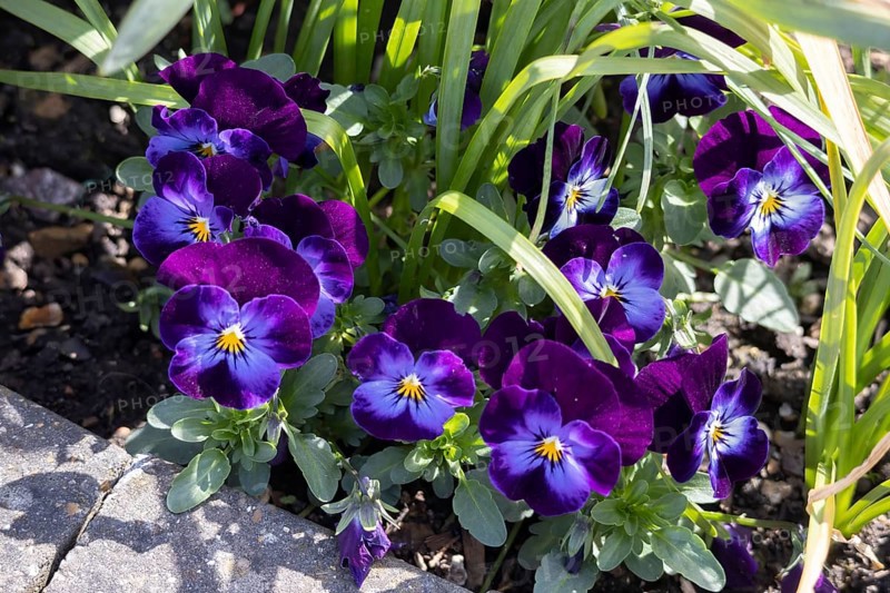 Colourful Pansies flowering in the spring sunshine