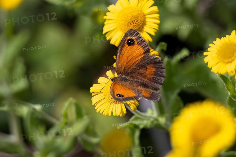 Gatekeeper or Hedge Brown, Pyronia tithonus, butterfly feeding on a Common Fleabane, Pulicaria dysenterica, at Riverside Park Gardens