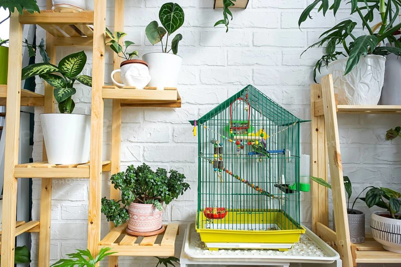 A cage with a budgie stands in a living corner of the house among shelving with a group of indoor plants in the interior. Houseplant Growing and caring for indoor plant, green home
