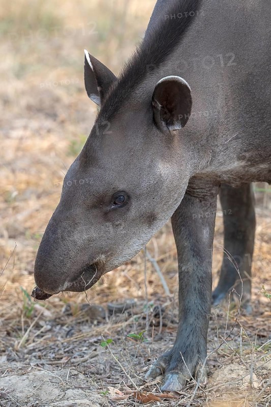 Lowland tapir (Tapirus terrestris), animal portrait, Pantanal, inland, wetland, UNESCO Biosphere Reserve, World Heritage Site, wetland biotope, Mato Grosso, Brazil, South America