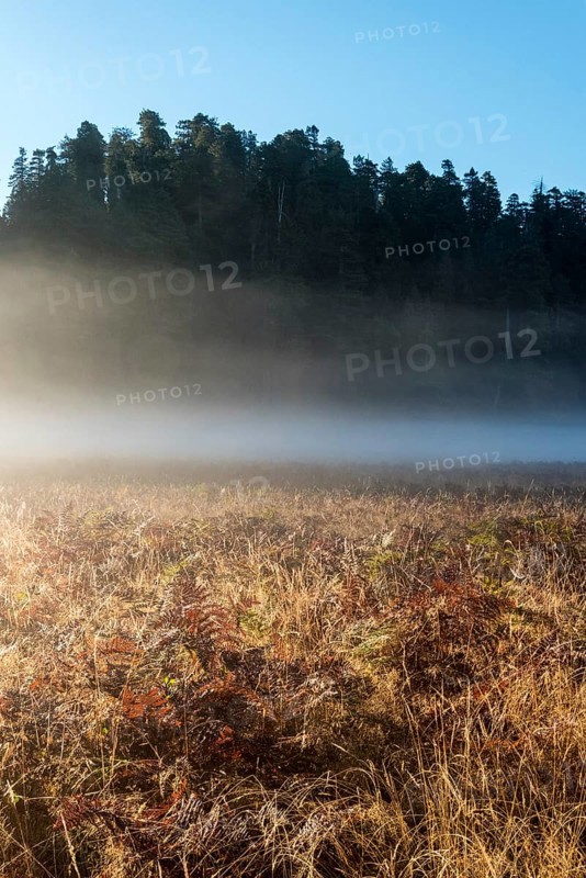 Scenic morning landscape in the Redwoods National Park, USA, North America