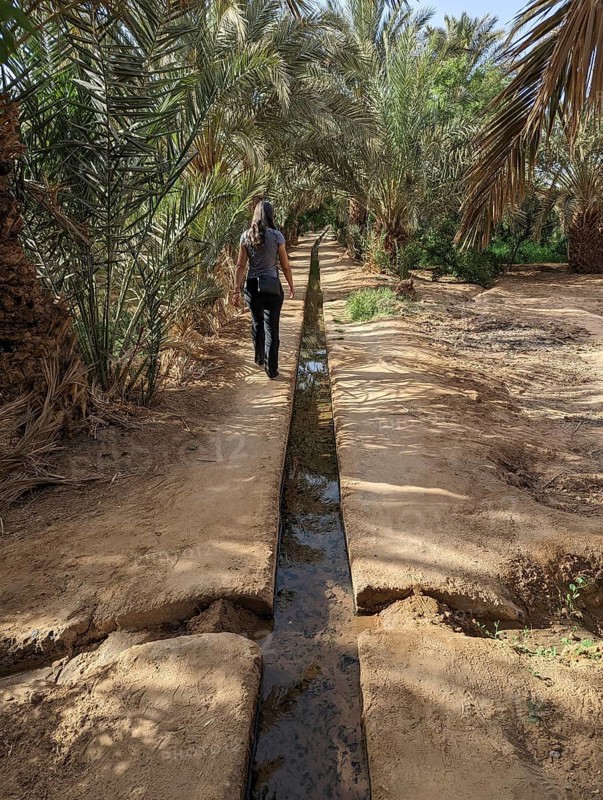 Walking through the Igrane garden near Merzouga, a typical agricultural oasis with small canals, Morocco, Africa