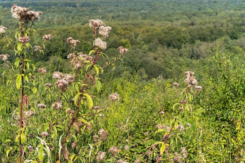 Origanum vulgare in bloom on a hill