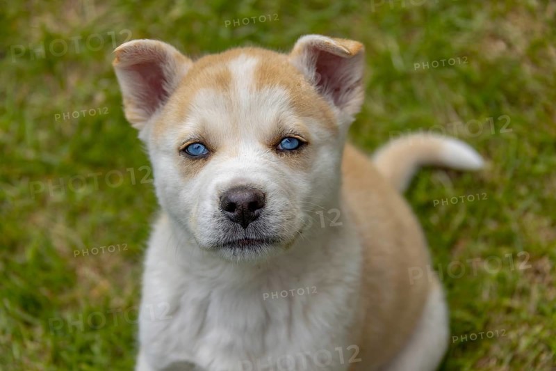 A fluffy puppy with a brown and white coat and bright blue eyes sits attentively on the grass. This mixed breed dog could be part Siberian Husky and Akita