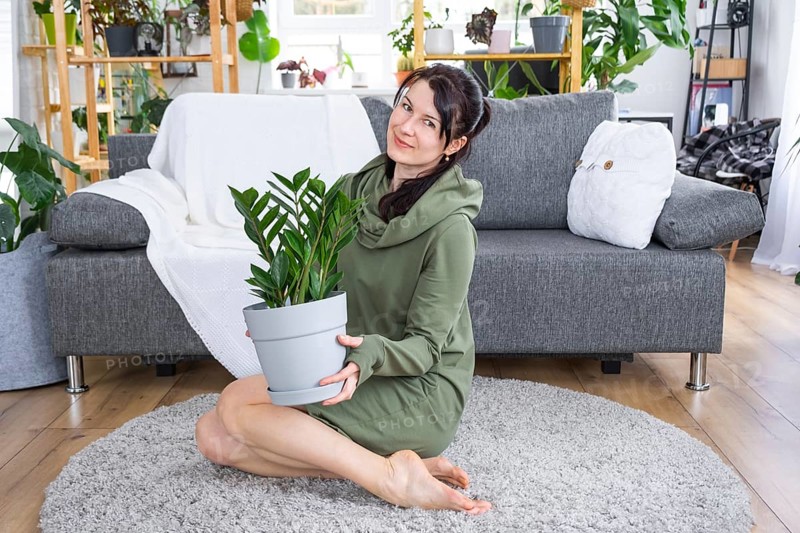 Unpretentious and popular Zamioculcas in the hands of a woman in the interior of a green house with shelving collections of domestic plants. Home crop production