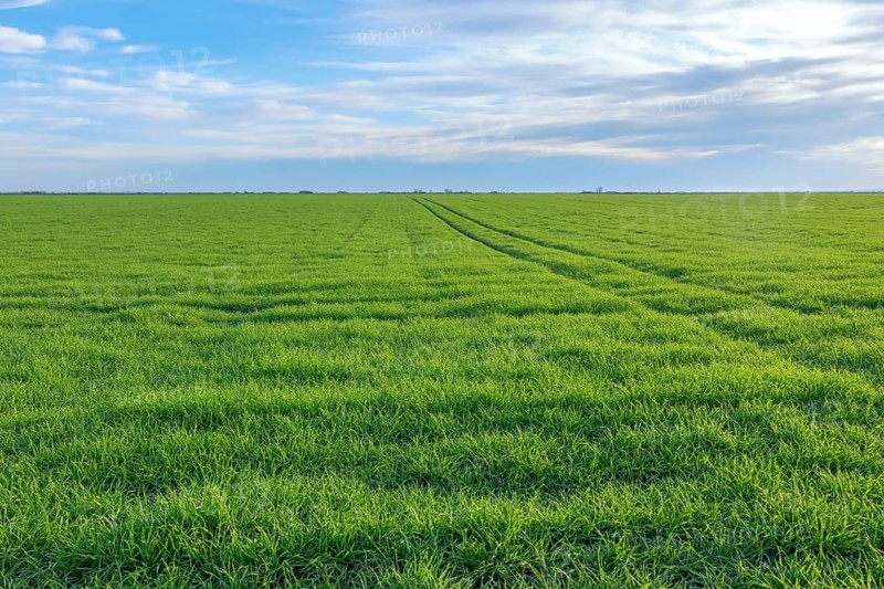 Young Wheat, Green Wheat Seedlings growing in a field