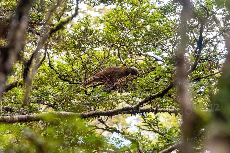 Famous Kea in its natural habitat, iconic parrot of New Zealand