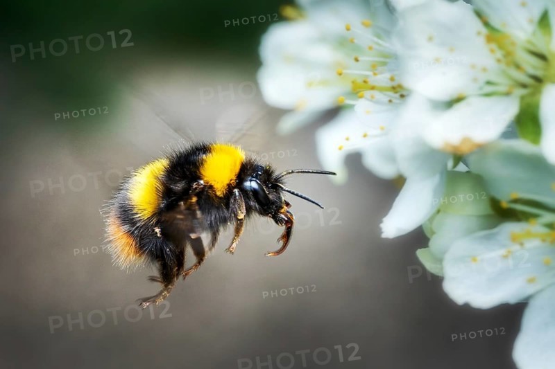 Bumblebee in flight in spring with spring tree blossom bloom