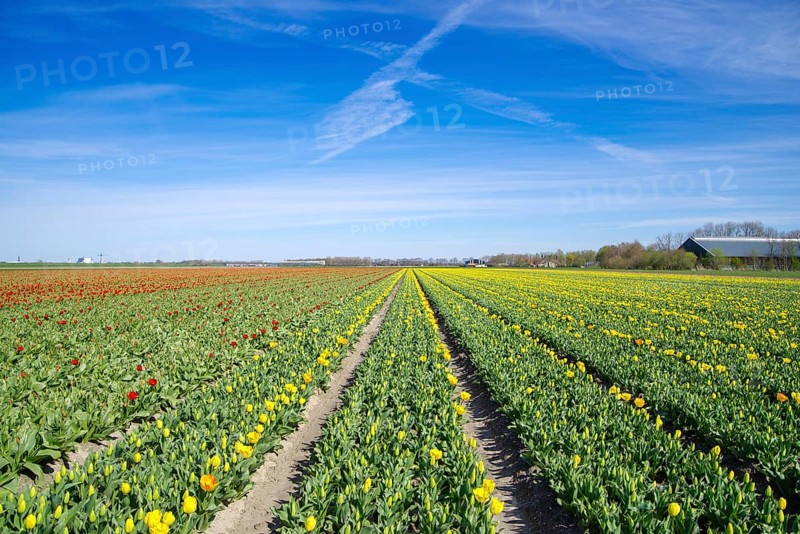 Field with blooming tulips in the netherlands
