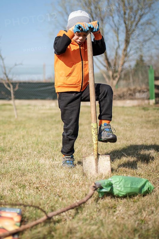 Six-year-old boy in the garden plants tree during sunny spring day.