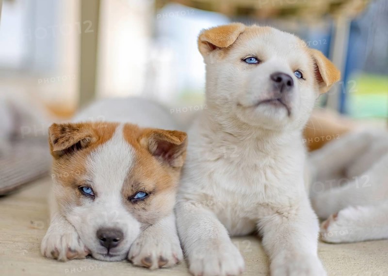 Two Huskita puppies, a mix of Akita and Husky, are lying together. One has a light cream coat with beige hints and striking blue eyes, while the other has a mix of cream and brown fur