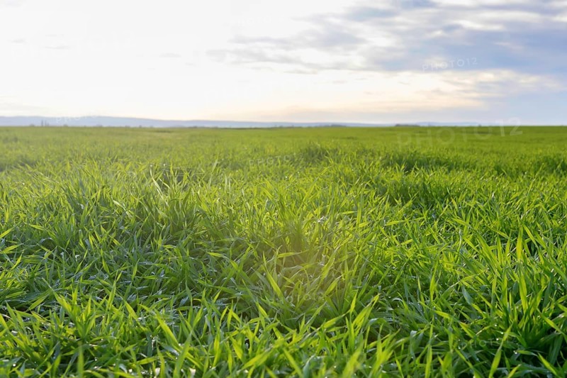 Young Wheat, Green Wheat Seedlings growing in a field
