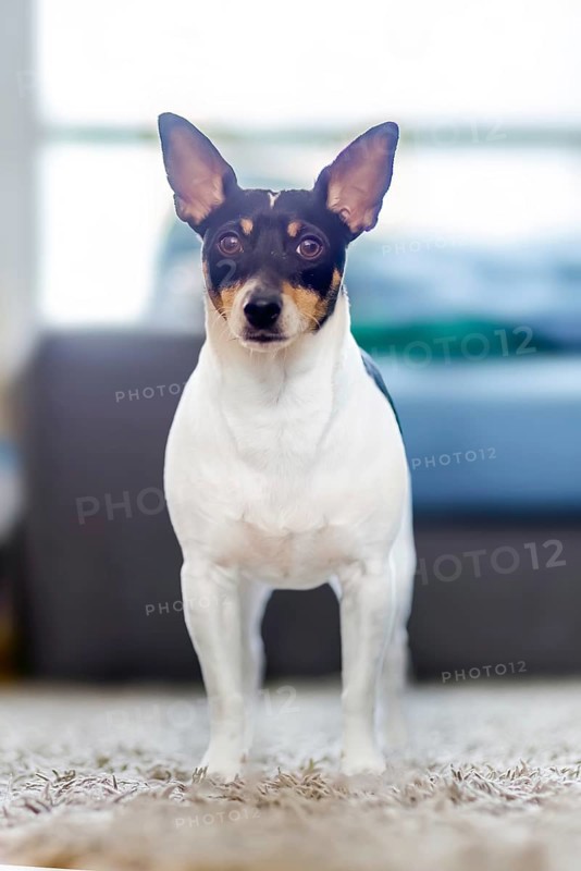 In a residential environment, a robust and mature toy fox terrier stands confidently on a carpeted surface within the living space