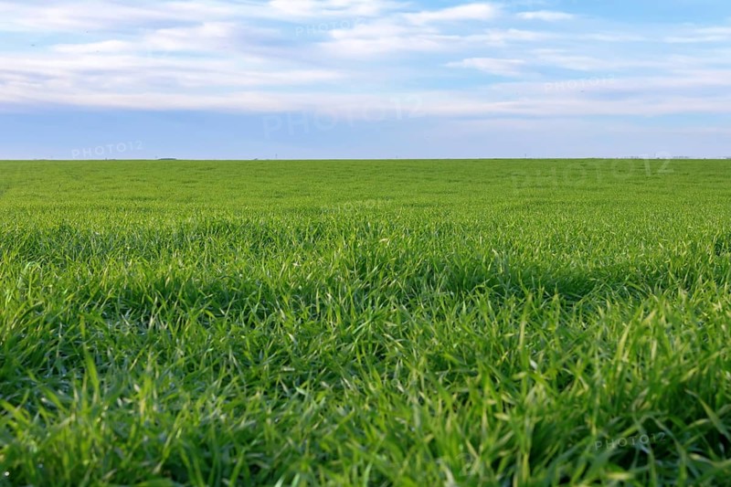 Young Wheat, Green Wheat Seedlings growing in a field