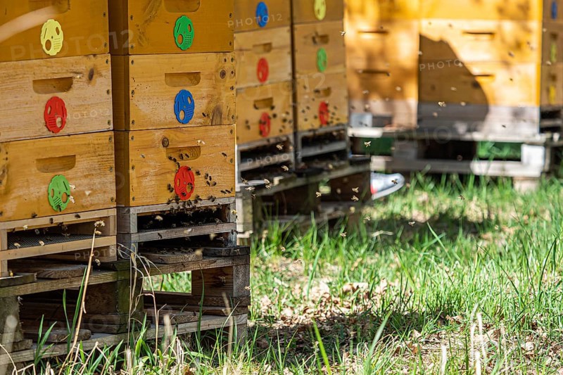 Close up of flying bees. Wooden beehive and bees