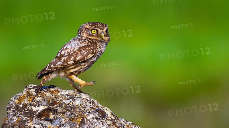 Little Owl, Athene noctua, Mediterranean Forest, Castilla y Leon, Spain, Europe