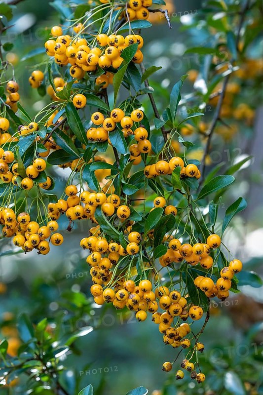 Pyracantha coccinea from the family Rosaceae, also known as firethorn