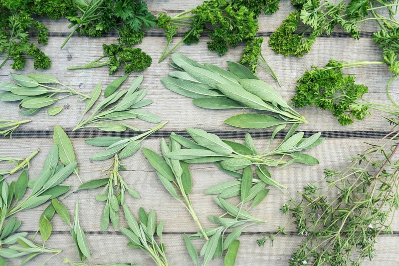 Drying fresh herbs and greenery for spice food on wooden desk background. Top view pattern