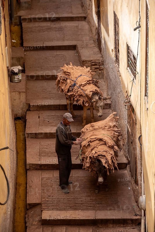 A donkeys takes dried leather from a tannery in the medina of Fes, Morocco, Africa