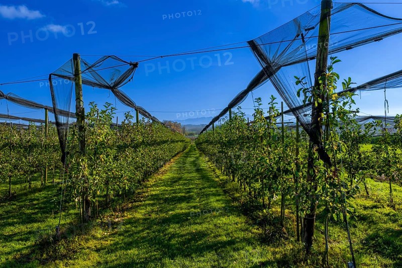 Apple trees with nets to protect against birds, Leimbach, Thurgau, Switzerland, Europe