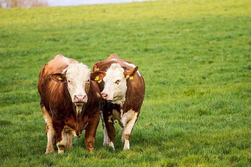 Brown and white dairy cows, calwes and bulls in pasture