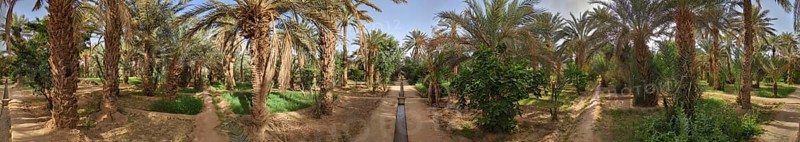 Walking through the Igrane garden near Merzouga, a typical agricultural oasis with small canals, Morocco, Africa