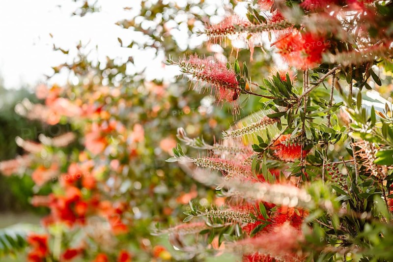 Beautiful Crimson Bottle Brush Plant in Albufeira, Algarve, Portugal, Europe