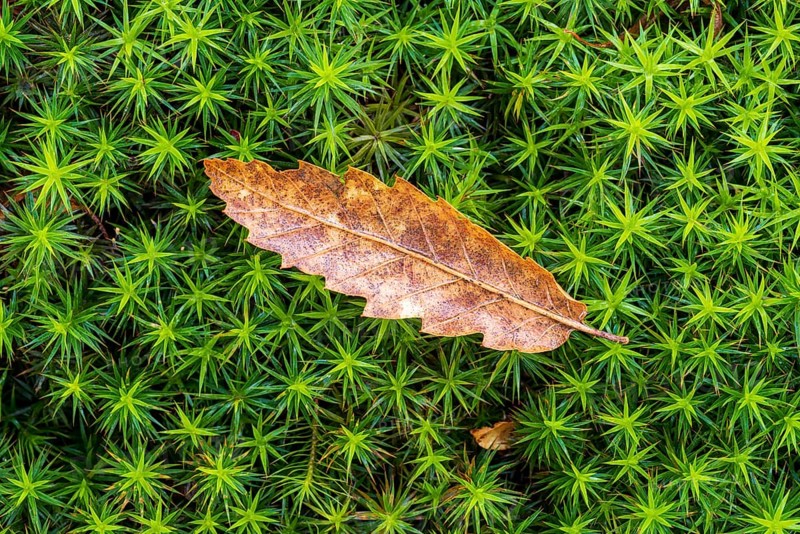 Macro shot of soft green moss with a leaf on it