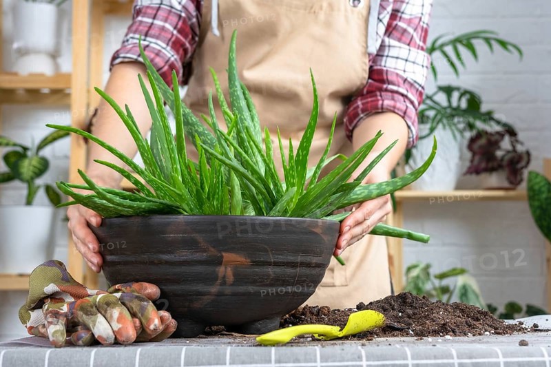 The hands of woman in an apron Potting, transplanting and reproduction is the separation of the children of the Aloe Vera plant. Succulent on the table, pot, soil, scoop