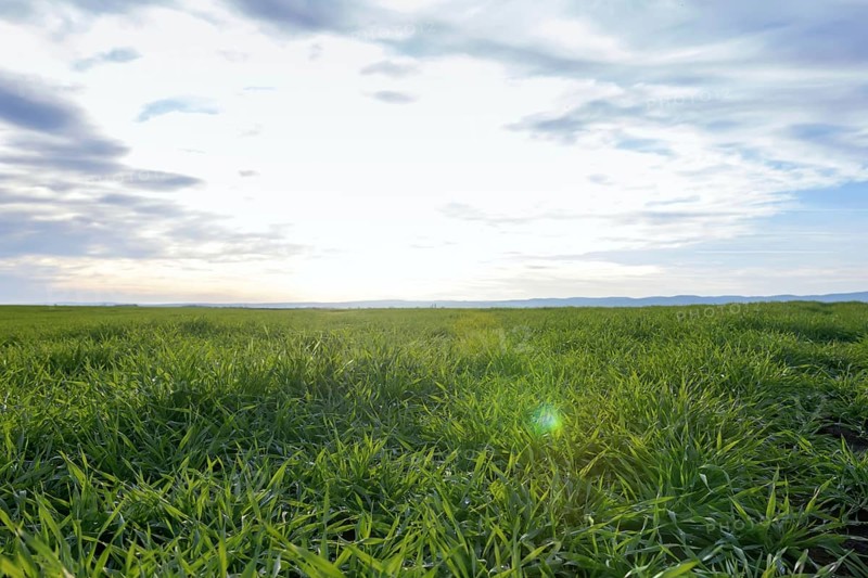 Young Wheat, Green Wheat Seedlings growing in a field