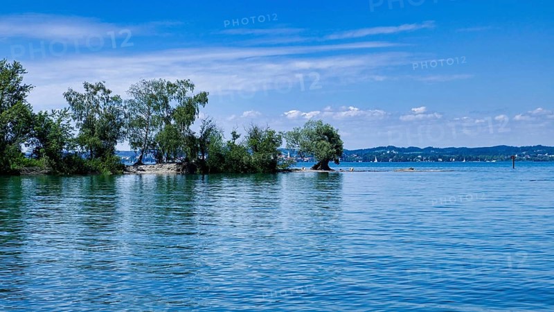 Mehrerau lakeshore near Bregenz with an ancient silver willow and view of Lindau