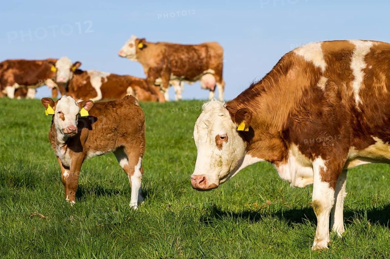 Brown and white dairy cows, calwes and bulls in pasture
