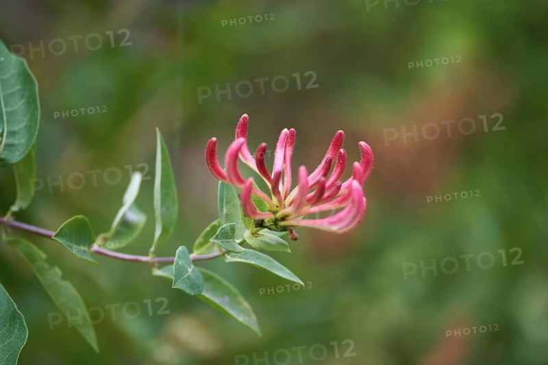 Close up of Honeysuckle, Lonicera periclymenum, flower