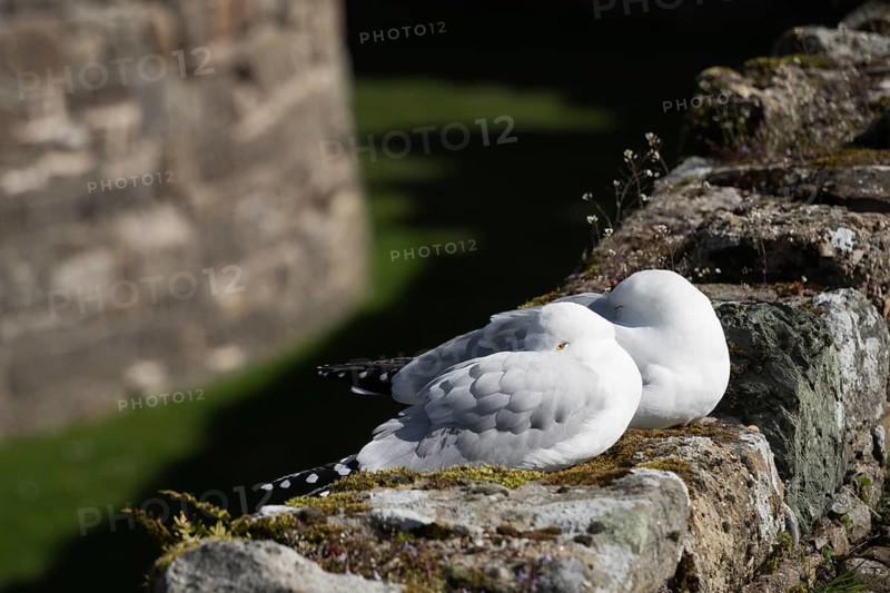 A pair of seagulls asleep on the wall at Beaumaris Castle