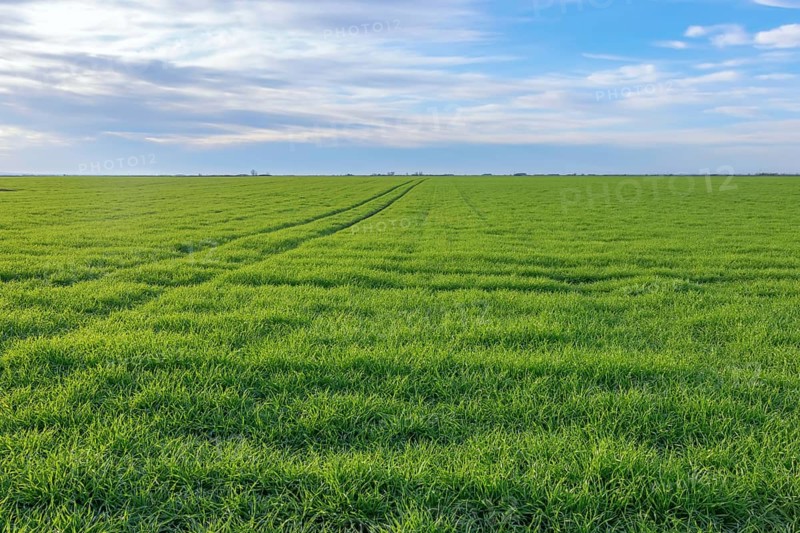 Young Wheat, Green Wheat Seedlings growing in a field