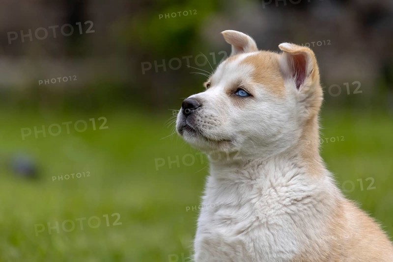 A fluffy mix of Akita and husky also call Huskita puppy with brown and white markings sits curiously in a grassy field. Its blue eyes gaze upwards, taking in its surroundings