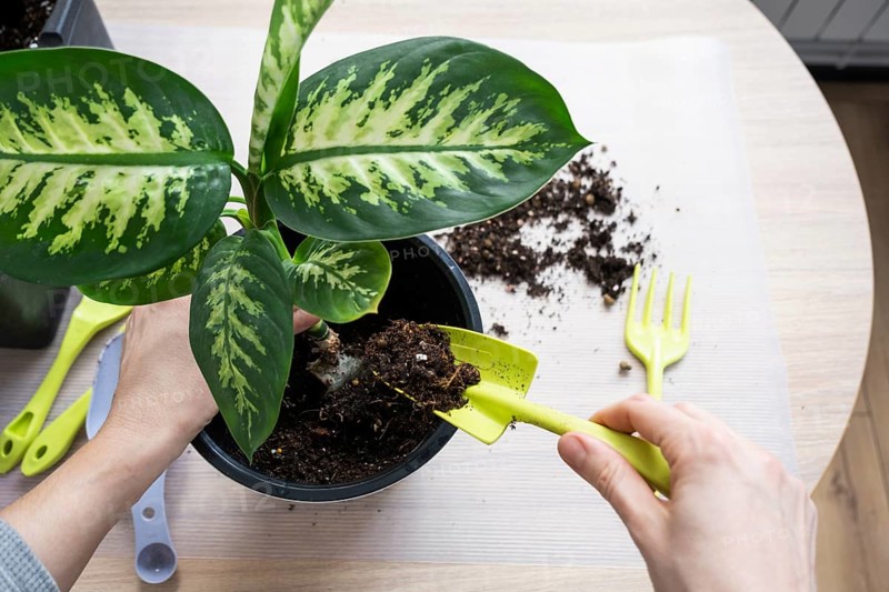 Repotting a home plant Dieffenbachia Tropic Snow into a new pot in home interior in a double pot with automatic watering. Caring for a potted plant, close-up