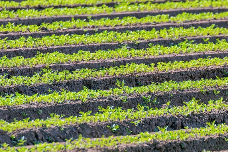 Carrot Field Green Rows, Carrots Growing on Field